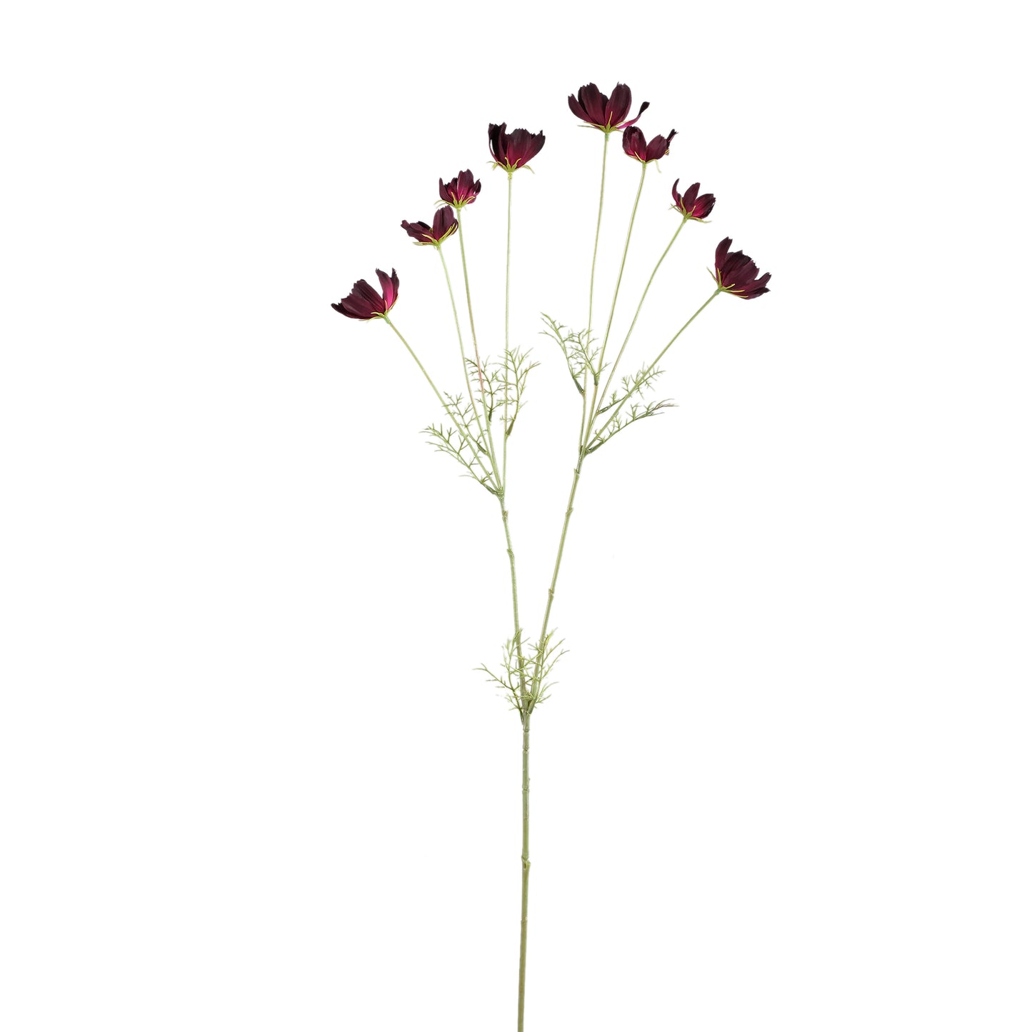 Garden Flower Burgundy Cosmos Spray