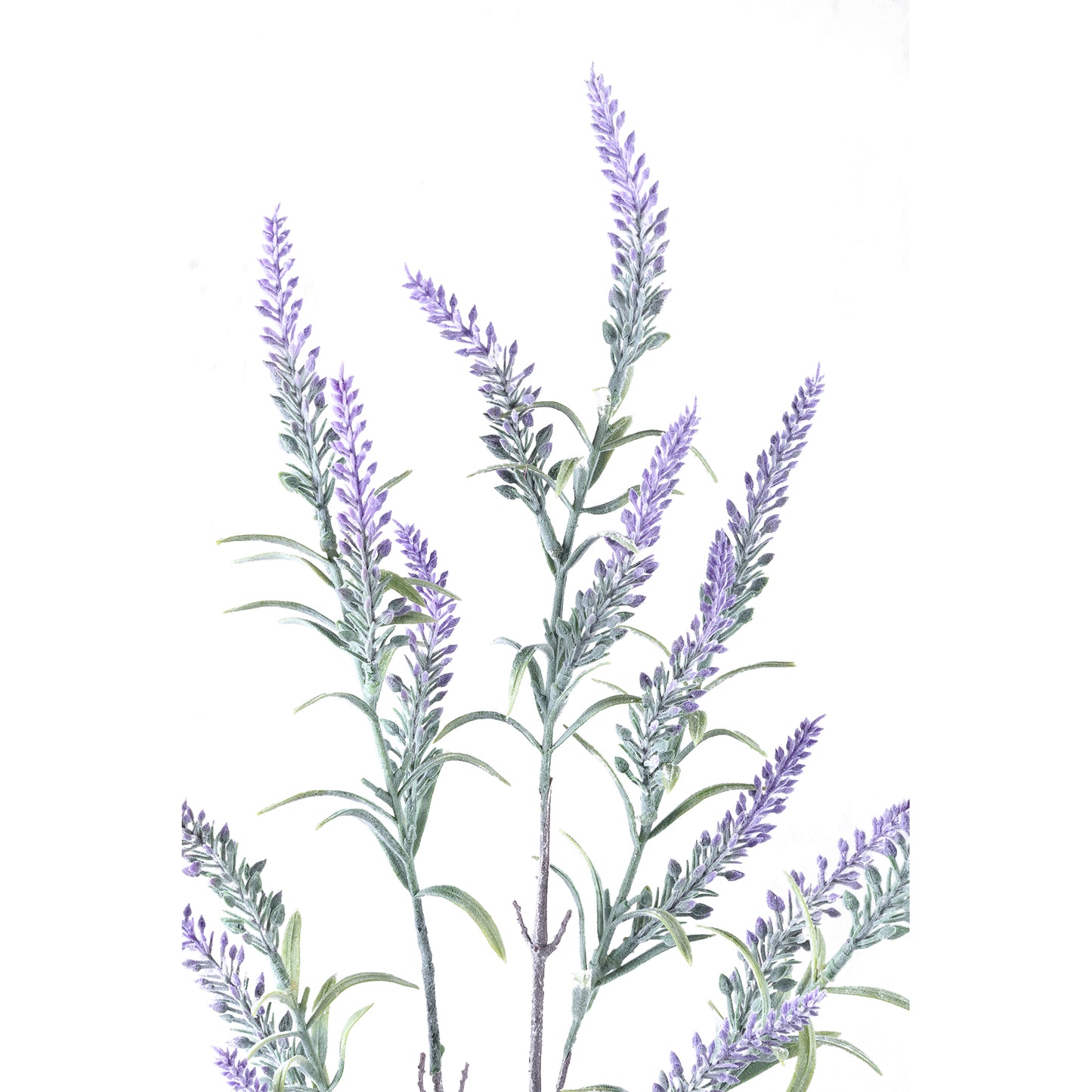 Leaves Plant Purple lavender spray