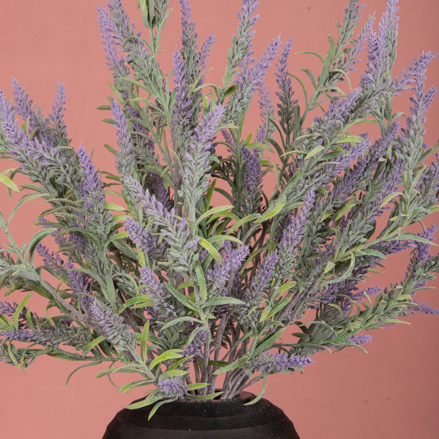 Leaves Plant Purple lavender spray