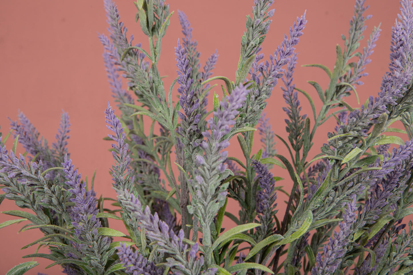 Leaves Plant Purple lavender spray