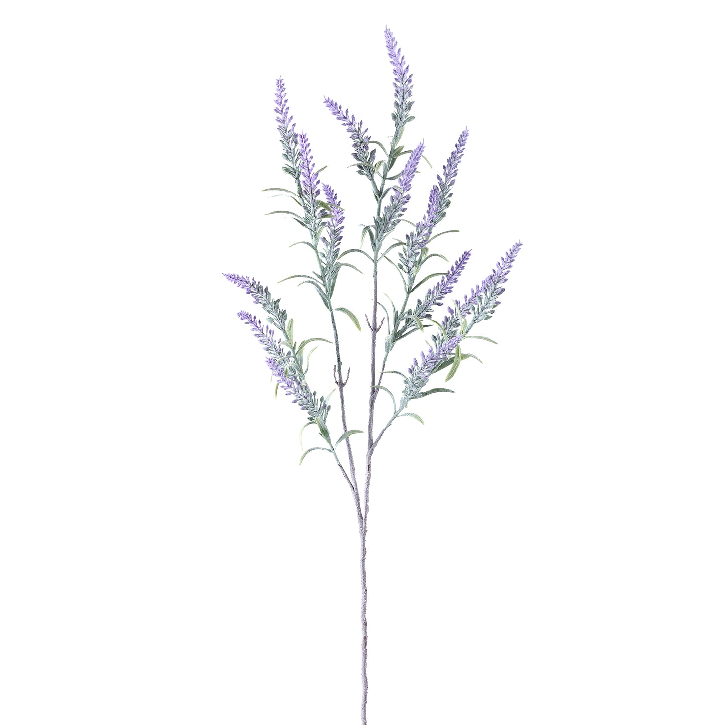 Leaves Plant Purple lavender spray