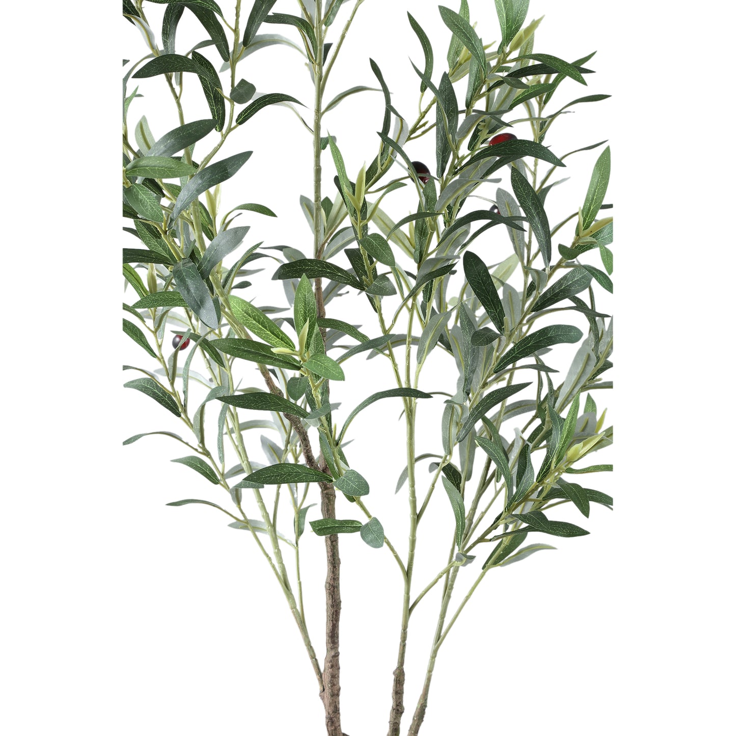 Olijfboom (92cm)