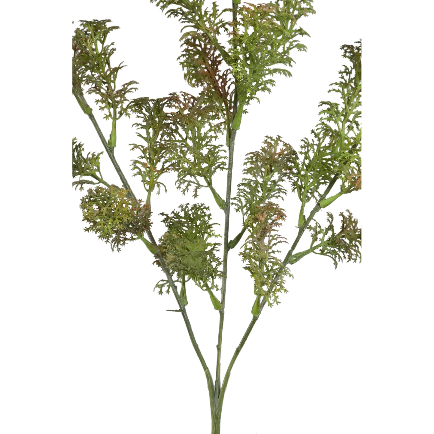 Grass Plant Green Coral Grass Spray