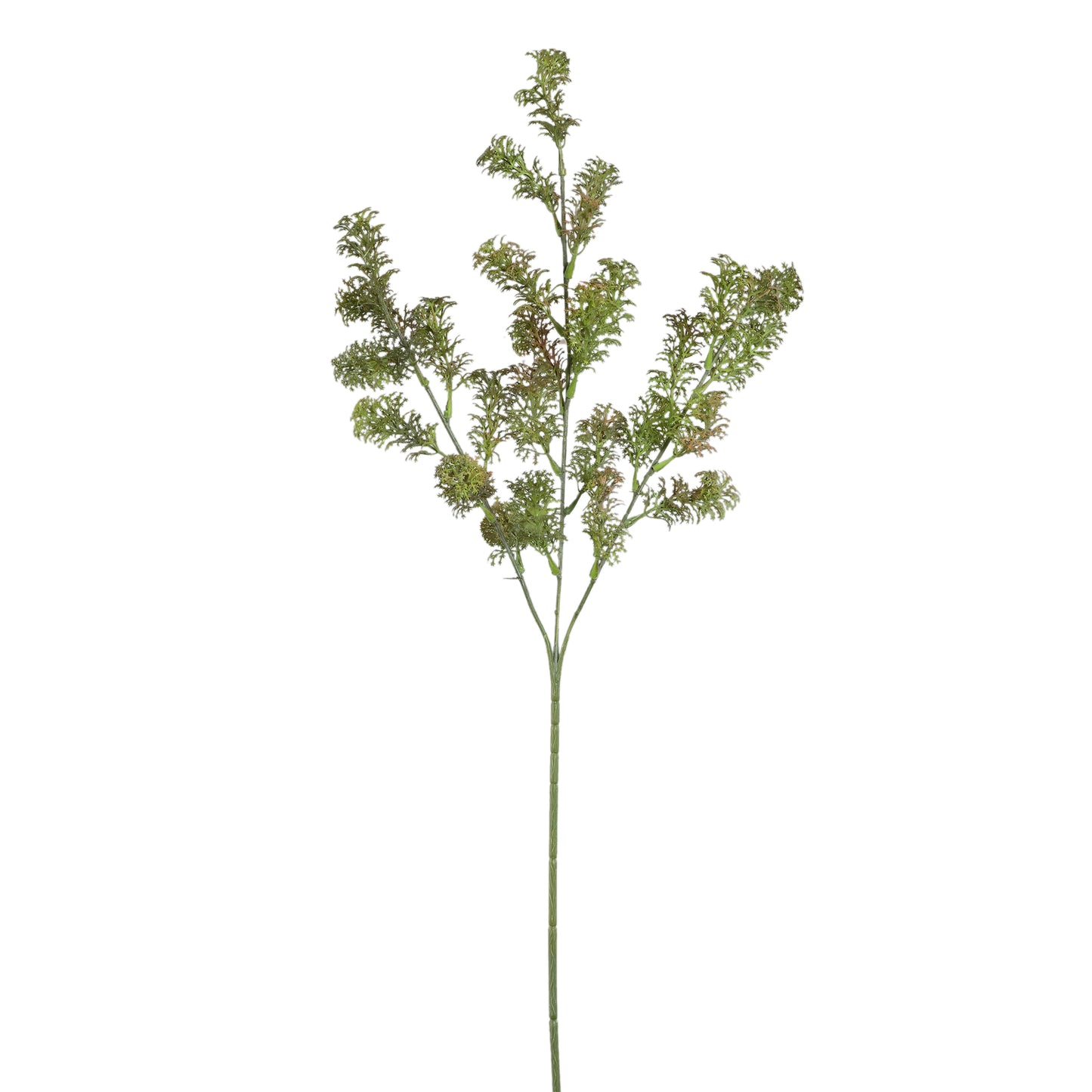 Grass Plant Green Coral Grass Spray